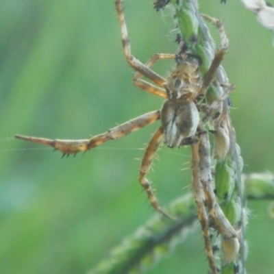 Backobourkia sp. (genus) (An orb weaver) at Jerrabomberra, NSW - 16 Jan 2022 by TmacPictures