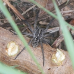 Tasmanicosa sp. (genus) (Unidentified Tasmanicosa wolf spider) at Mount Jerrabomberra - 5 Dec 2021 by TmacPictures