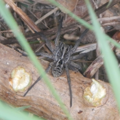 Tasmanicosa sp. (genus) (Unidentified Tasmanicosa wolf spider) at Jerrabomberra, NSW - 5 Dec 2021 by TmacPictures