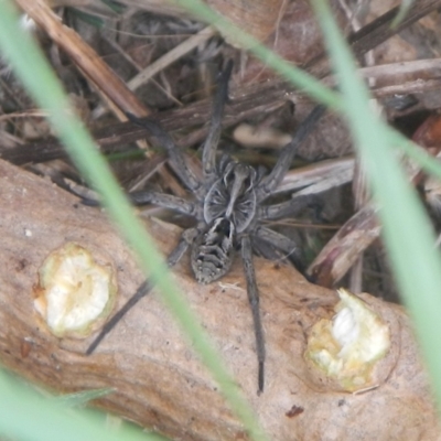 Tasmanicosa sp. (genus) (Tasmanicosa wolf spider) at Jerrabomberra, NSW - 5 Dec 2021 by Tmac