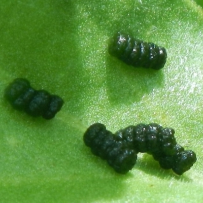 Lepidoptera unclassified IMMATURE (caterpillar or pupa or cocoon) at Mount Jerrabomberra - 7 Jan 2022 by Tmac