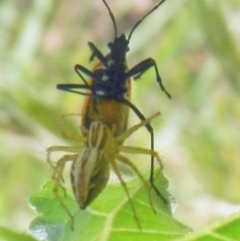 Oxyopes sp. (genus) (Lynx spider) at Jerrabomberra, NSW - 9 Jan 2022 by TmacPictures