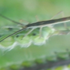 Miridae (family) (Unidentified plant bug) at Jerrabomberra, NSW - 16 Jan 2022 by TmacPictures