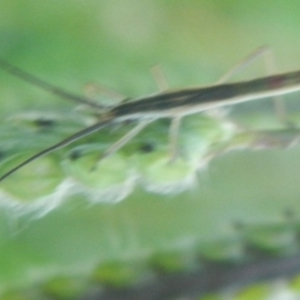 Miridae (family) at Jerrabomberra, NSW - suppressed