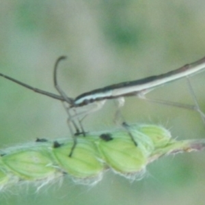 Miridae (family) at Jerrabomberra, NSW - suppressed