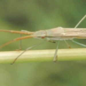 Mutusca brevicornis at Jerrabomberra, NSW - suppressed