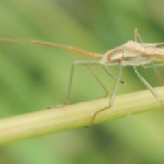 Mutusca brevicornis at Jerrabomberra, NSW - suppressed