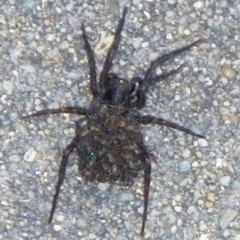 Lycosidae (family) (Unidentified wolf spider) at Mount Jerrabomberra - 25 Oct 2021 by Tmac