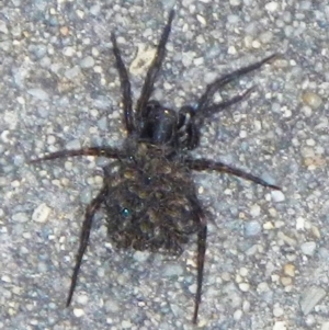 Lycosidae (family) at Mount Jerrabomberra QP - suppressed