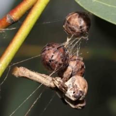 Celaenia excavata at Acton, ACT - suppressed