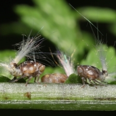 Scolypopa australis (Passionvine hopper, Fluffy bum) at Acton, ACT - 18 Jan 2022 by TimL