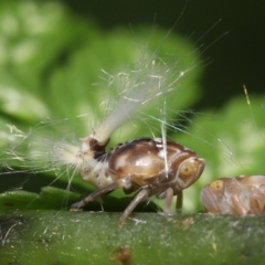 Scolypopa australis at Acton, ACT - 19 Jan 2022 10:22 AM