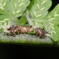 Scolypopa australis at Acton, ACT - 19 Jan 2022 10:22 AM