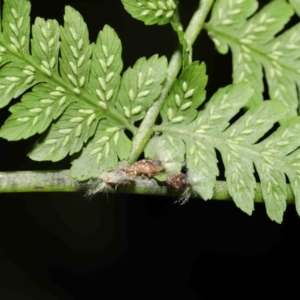 Scolypopa australis at Acton, ACT - 19 Jan 2022 10:22 AM