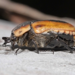 Chondropyga dorsalis (Cowboy beetle) at ANBG - 19 Jan 2022 by TimL