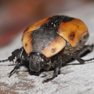 Chondropyga dorsalis at Acton, ACT - 19 Jan 2022