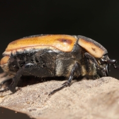 Chondropyga dorsalis at Acton, ACT - 19 Jan 2022 11:24 AM