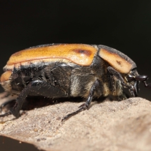 Chondropyga dorsalis at Acton, ACT - 19 Jan 2022