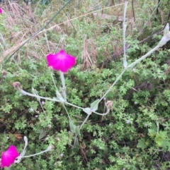 Silene coronaria (Rose Campion) at Namadgi National Park - 18 Jan 2022 by natureguy