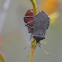 Amorbus (genus) (Eucalyptus Tip bug) at Wamboin, NSW - 2 Nov 2021 by natureguy