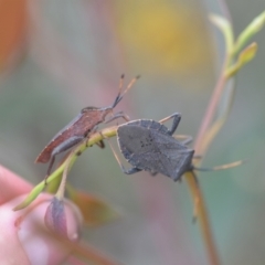 Amorbus sp. (genus) at Wamboin, NSW - 2 Nov 2021 07:43 PM