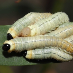 Pseudoperga sp. (genus) at Acton, ACT - 19 Jan 2022