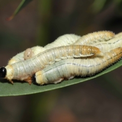 Pseudoperga sp. (genus) at Acton, ACT - 19 Jan 2022