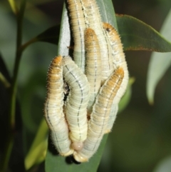 Pseudoperga sp. (genus) at Acton, ACT - suppressed