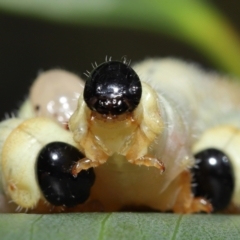 Pseudoperga sp. (genus) at Acton, ACT - suppressed