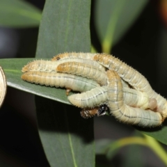 Pseudoperga sp. (genus) at Acton, ACT - suppressed