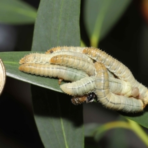 Pseudoperga sp. (genus) at Acton, ACT - 19 Jan 2022