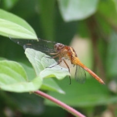 Orthetrum villosovittatum (Fiery Skimmer) at Bega, NSW - 4 Jan 2022 by KylieWaldon