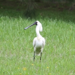 Platalea regia (Royal Spoonbill) at Bega, NSW - 3 Jan 2022 by KylieWaldon