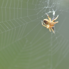 Araneus hamiltoni (Hamilton's Orb Weaver) at Wamboin, NSW - 2 Nov 2021 by natureguy