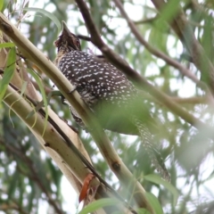 Eudynamys orientalis (Pacific Koel) at Bega, NSW - 4 Jan 2022 by KylieWaldon