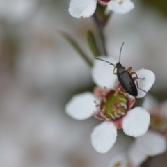 Alleculinae sp. (Subfamily) (Unidentified Comb-clawed beetle) at Wamboin, NSW - 2 Nov 2021 by natureguy