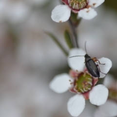 Alleculinae sp. (Subfamily) at Wamboin, NSW - 2 Nov 2021 07:54 PM