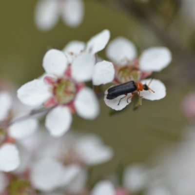 Heteromastix sp. (genus) (Soldier beetle) at Wamboin, NSW - 2 Nov 2021 by natureguy