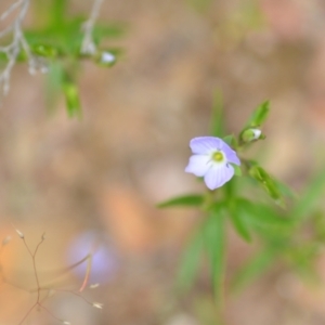 Veronica gracilis at Wamboin, NSW - 2 Nov 2021 07:57 PM