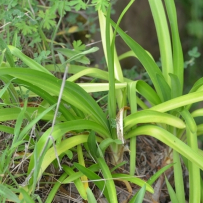 Agapanthus praecox subsp. orientalis (Agapanthus) at Wamboin, NSW - 2 Nov 2021 by natureguy