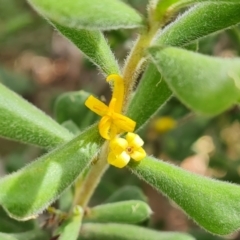 Persoonia rigida (Hairy Geebung) at Jerrabomberra, ACT - 19 Jan 2022 by Mike