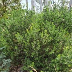 Persoonia rigida at Jerrabomberra, ACT - 19 Jan 2022