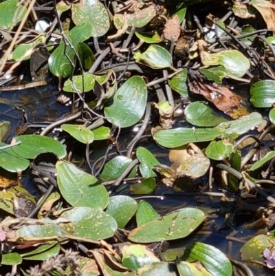 Ottelia ovalifolia subsp. ovalifolia (Swamp Lily) at Mulligans Flat - 4 Jan 2022 by EmilySutcliffe