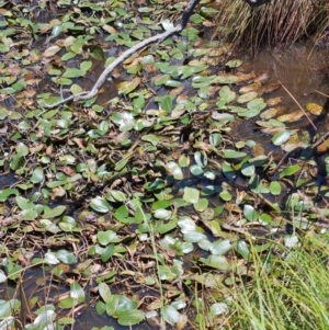 Ottelia ovalifolia subsp. ovalifolia at Throsby, ACT - 4 Jan 2022