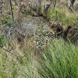 Ottelia ovalifolia subsp. ovalifolia at Throsby, ACT - 4 Jan 2022