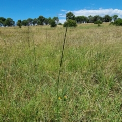 Sporobolus sp. (A Rat's Tail Grass) at Macgregor, ACT - 10 Jan 2022 by EmilySutcliffe