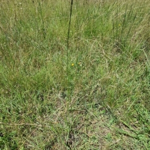 Sporobolus sp. at Macgregor, ACT - 10 Jan 2022