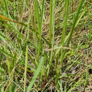 Sporobolus sp. at Macgregor, ACT - 10 Jan 2022