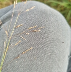 Lachnagrostis filiformis (Blown Grass) at Molonglo Valley, ACT - 16 Jan 2022 by EmilySutcliffe