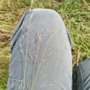 Lachnagrostis filiformis at Molonglo Valley, ACT - 17 Jan 2022 09:28 AM